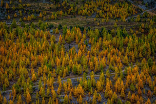 Alpenglow Ambers