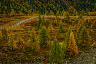 Autumn Elegance