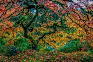 Dancing Leaves