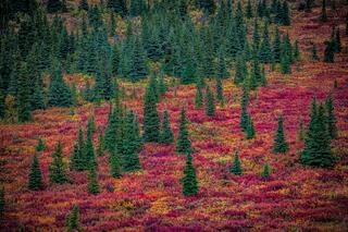 Denali Ablaze