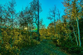 Fall foliage, Navaho lake, Utah