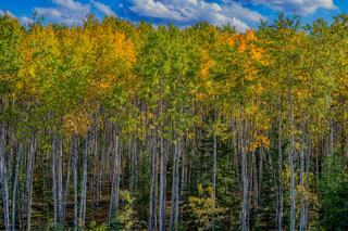 Fallscape