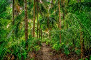 Jungle Vibe