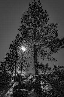 Lake Tahoe Tree Sunstar