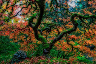 Maples Elegance