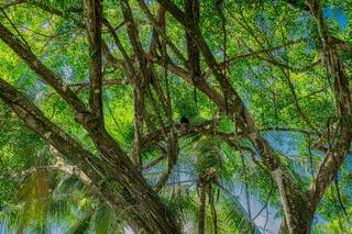 Monkey Dwelling