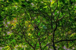 Monkey-Siting
