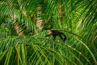 Monkey Prowling