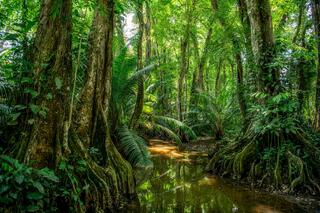 Swamp Tree