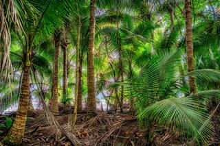 Jungle Charm
