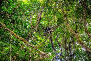 Jungle Monkey