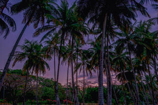 Purple Sunrise
