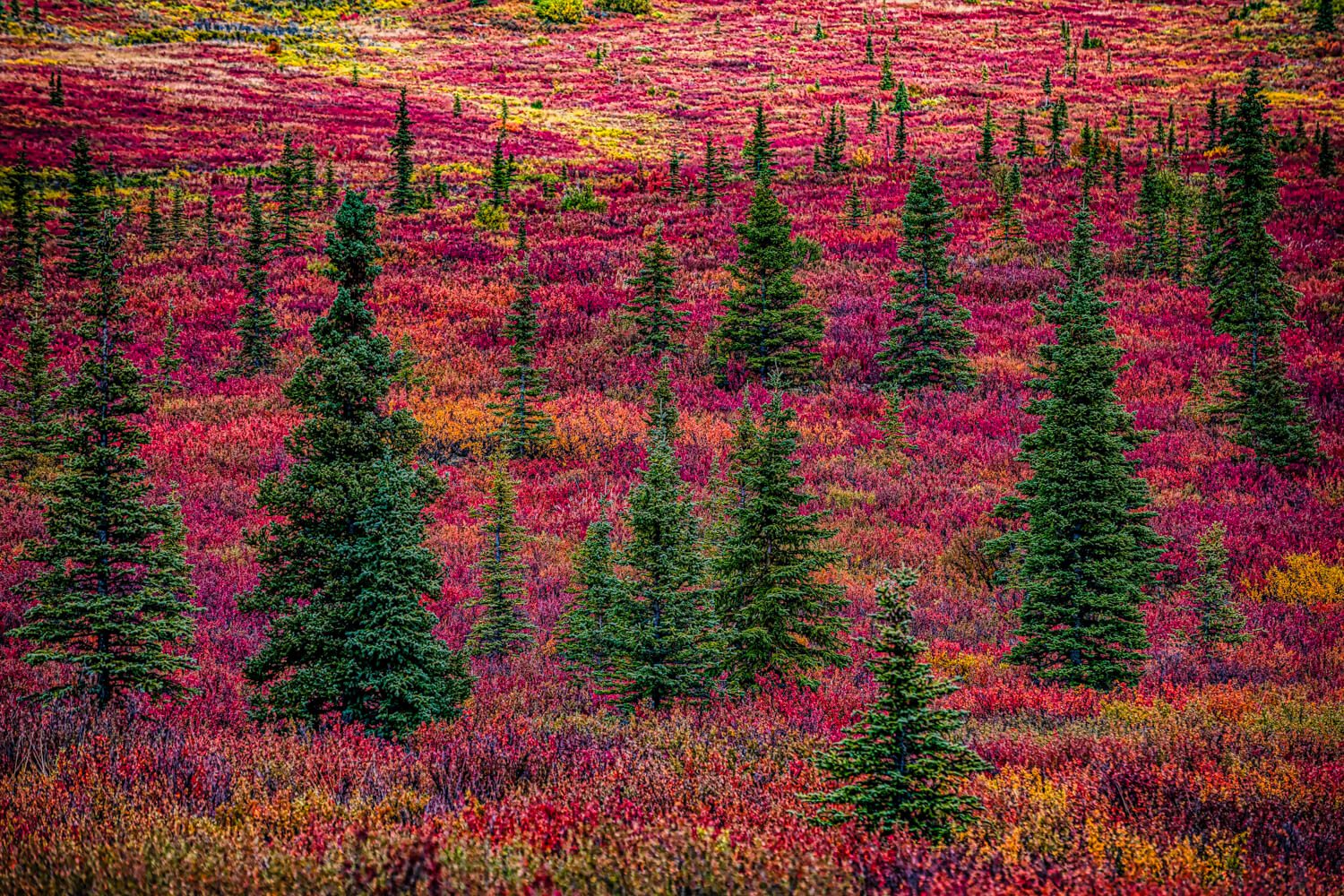 Autumn in Alaska with a brilliant explosion of colors of purple, yellow orange and green between the trees and the fall foliage...