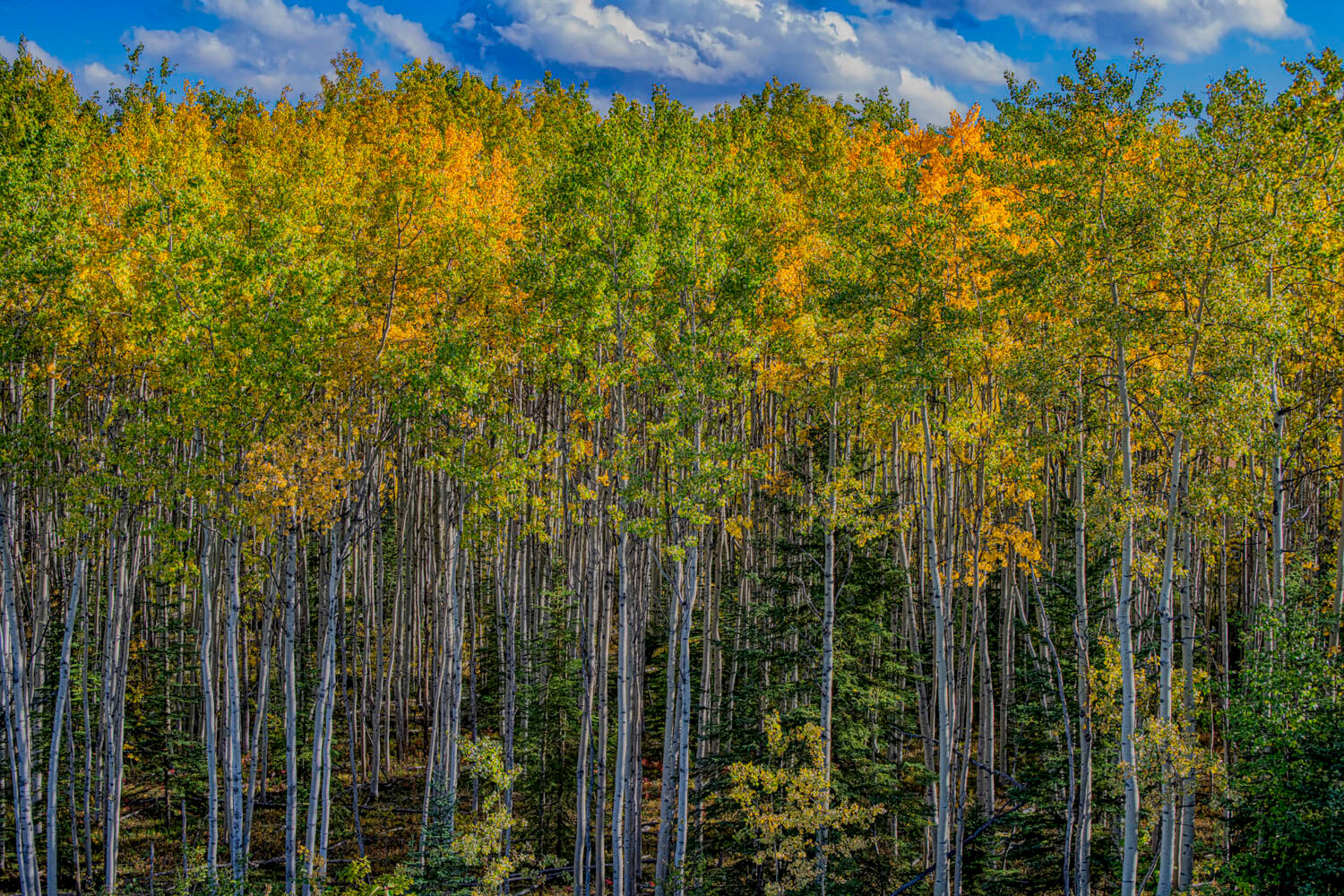beautiful grove of aspens in full fall bloom of yellow, orange and green with blue sky and mixed clouds.