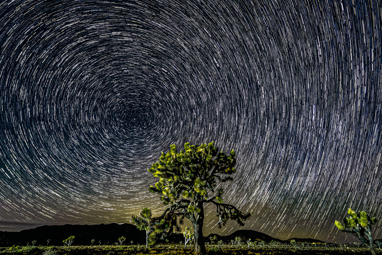 star trail over Joshua Tree national park