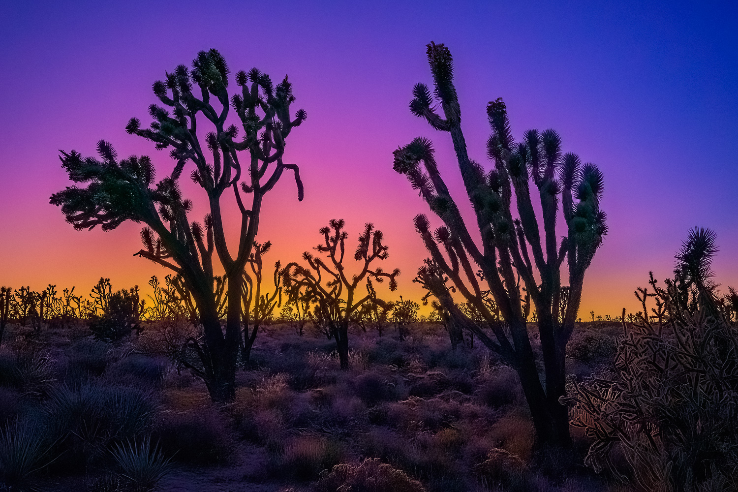 A vibrant colorful sunset with Joshua trees and desert foliage. This image was shot in a remote location at Mohave Desert, California...