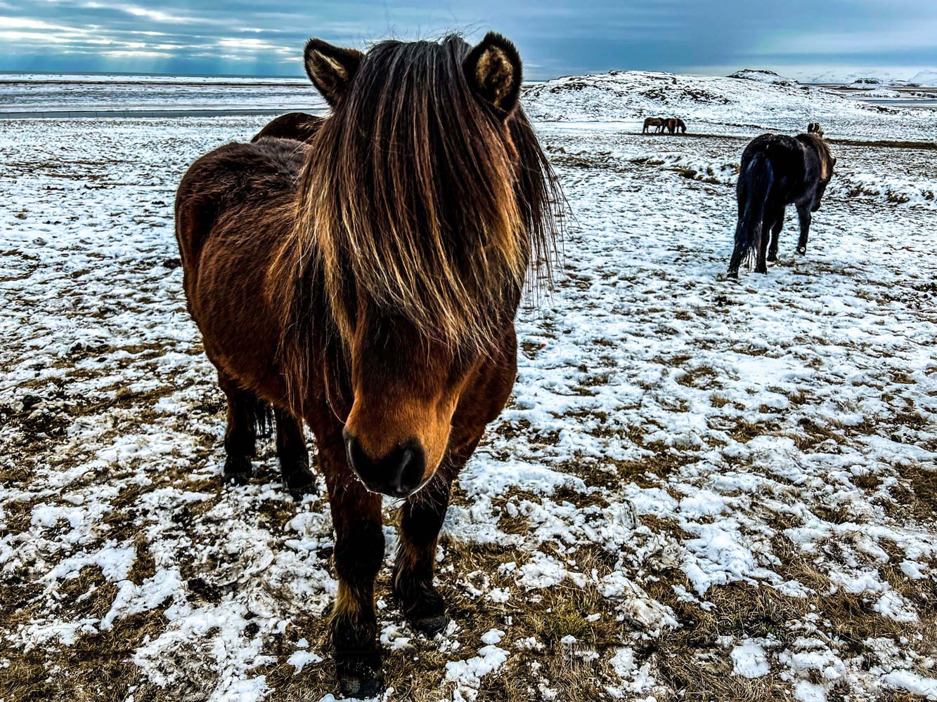 Iceland, Iceland hose, icelandic horse