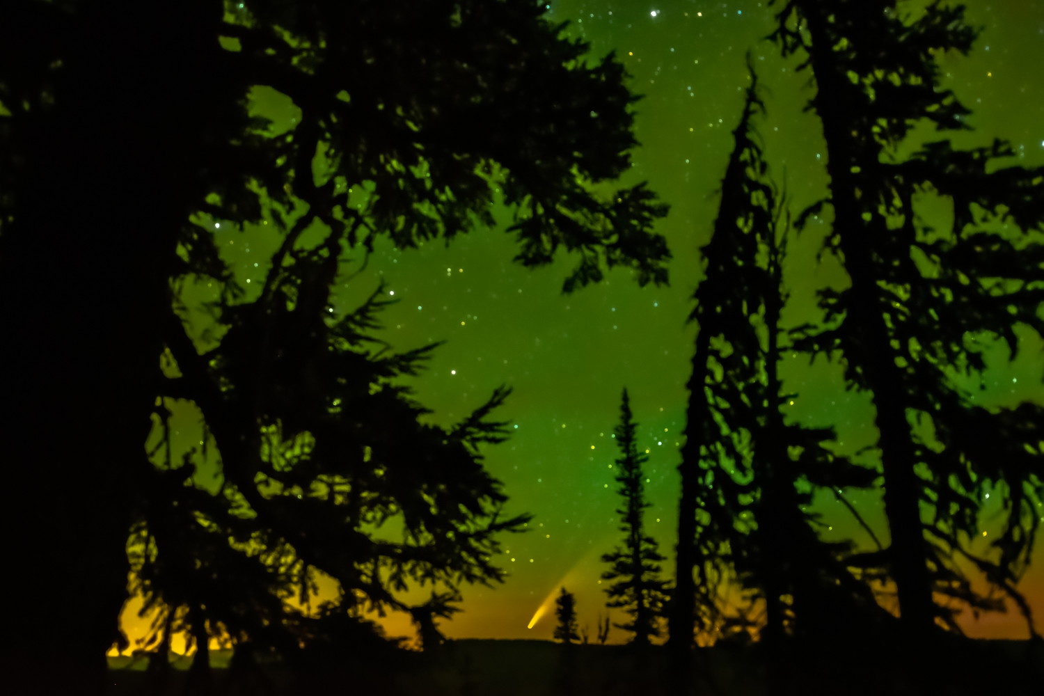 Spark in the Forest Comet Neowise in Eagles Nest, WA.